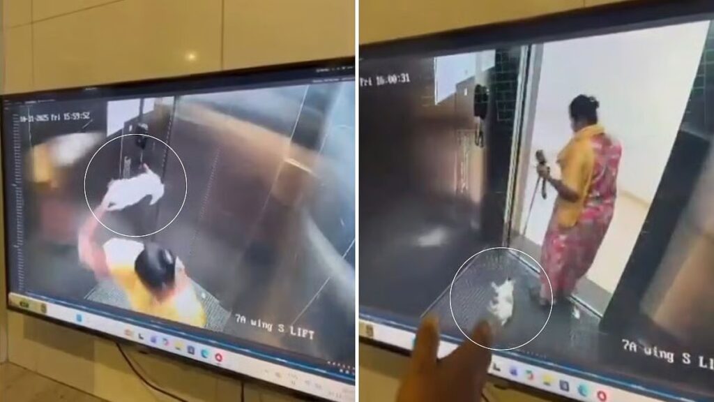 Bengaluru: Domestic Worker Caught on CCTV Killing Puppy Inside Apartment Lift; Police Launch Probe