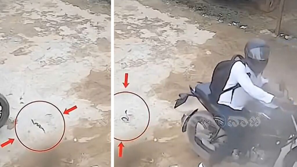 Biker Runs Over Snake, Gets Bitten — CCTV Video Goes Viral