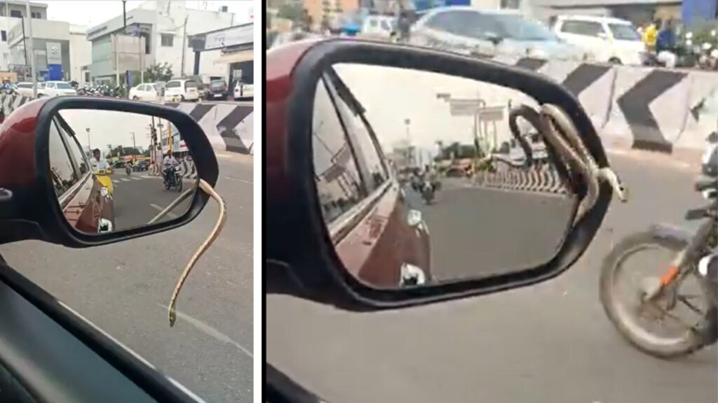 Commuters Shocked As Snake Crawls Out Of Moving Car’s Side Mirror On Namakkal–Salem Road; Video Goes Viral