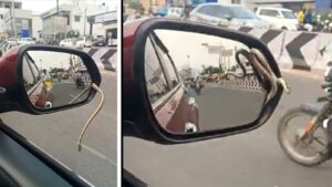Commuters Shocked As Snake Crawls Out Of Moving Car’s Side Mirror On Namakkal–Salem Road; Video Goes Viral