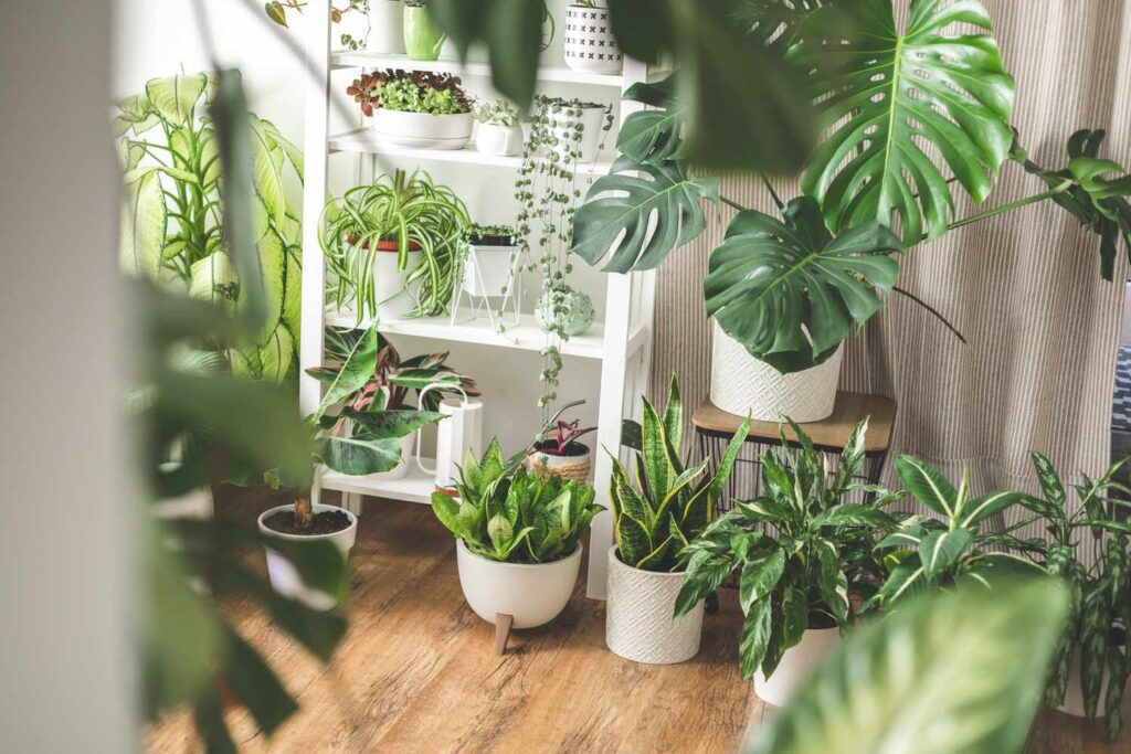 How Many Plants Should Your Living Room Really Have? Stanford Researchers Pinpoint the Ideal Amount