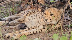 Historic Milestone: Indian-born Cheetah Mukhi Gives Birth To 5 Cubs