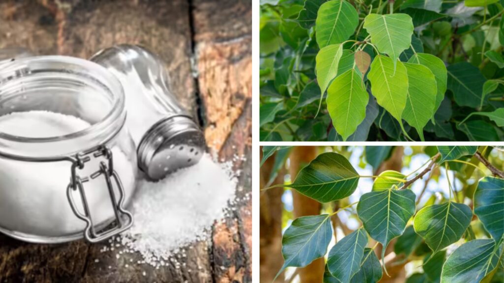 How to Safely Remove a Peepal or Banyan Tree Growing on Your Roof