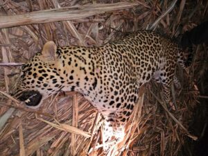 Pune: Leopard Responsible For Three Deaths In Junnar Region Shot Dead 