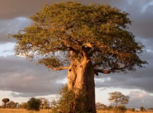 Which Tree Is Known as the Tree of Life? Do You Know?