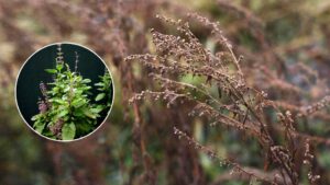 Is Your Tulsi Plant Drying? It May Be a Spiritual Warning; Restore Positivity with these Preventive Measures and Remedies