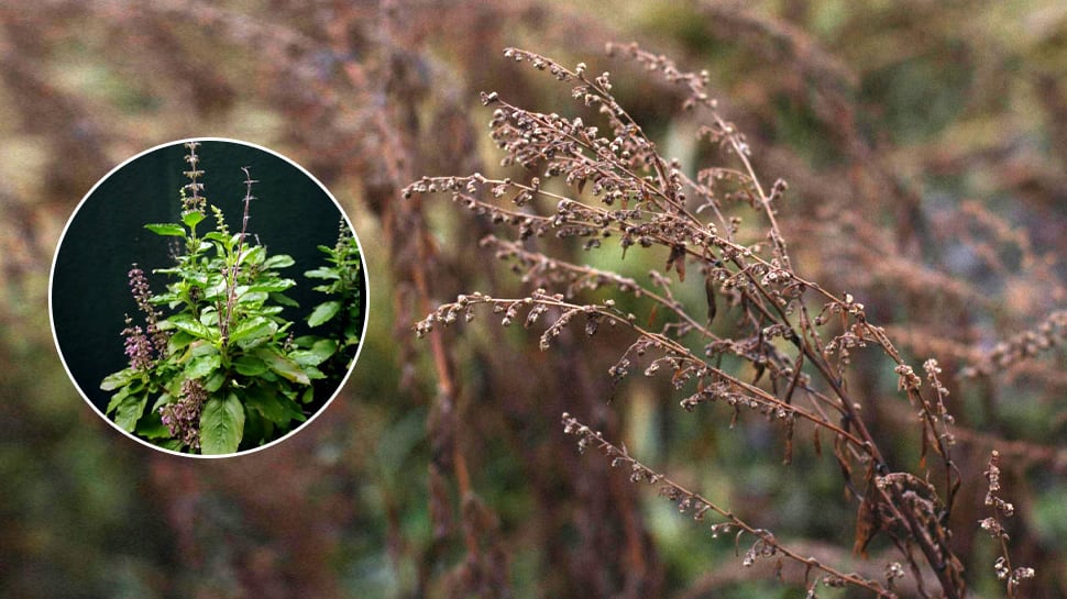 Is Your Tulsi Plant Drying? It May Be a Spiritual Warning; Restore Positivity with these Preventive Measures and Remedies