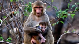 Maharashtra Sets New Rule: Captured Monkeys Must Be Released 10 km Away from Human Habitations