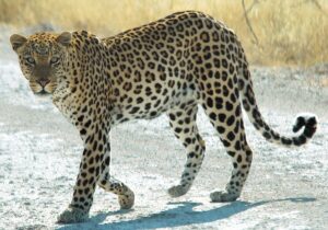 Pune: No Weapon Orders Issued; Forest Department Refutes Leopard-Related Rumours