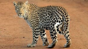 Nashik Leopard Panic: Four-Hour Chase Leaves Five Injured, Forest Officials Among Victims