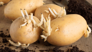 5 Sprouted Vegetables You Should Think Twice Before Eating
