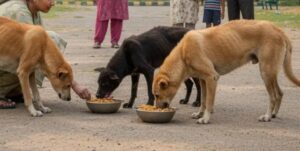 Pune: PMC Asks Citizens Feeding Stray Dogs To Register Feeding Spots Within 15 Days