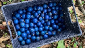 Scientists Identify the Only Naturally Vivid-Blue Fruit on Earth—And It Contains Zero Blue Pigment