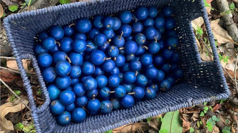 Scientists Identify the Only Naturally Vivid-Blue Fruit on Earth—And It Contains Zero Blue Pigment