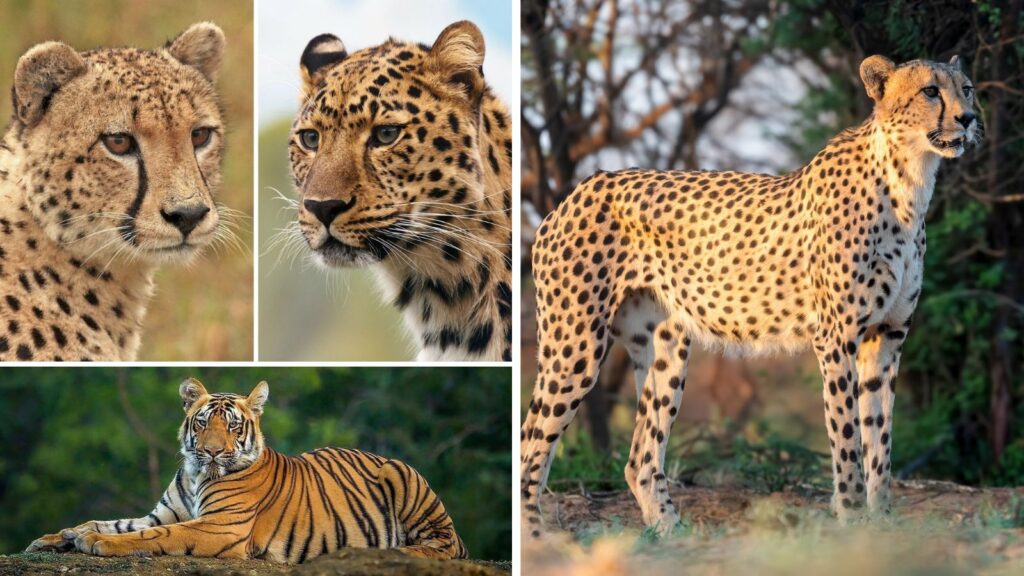 Cheetah Tiger And Leopard What Really Sets These Big Cats Apart Cheetah Tiger And Leopard What Really Sets These Big Cats Apart