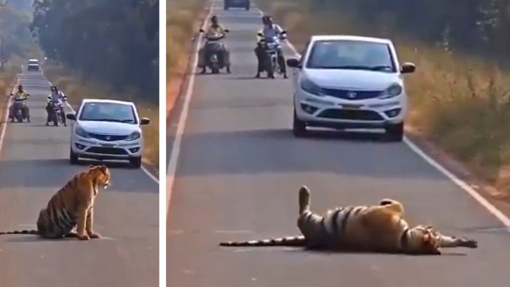 Watch: Tiger Cub Blocks Road For Hours In Maharashtra’s Tadoba, Halting Traffic On Busy Route