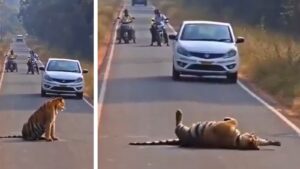 Watch: Tiger Cub Blocks Road For Hours In Maharashtra’s Tadoba, Halting Traffic On Busy Route