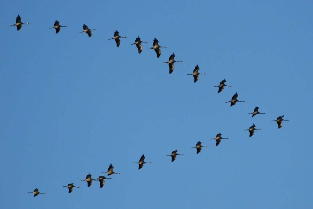 The Secret Behind the ‘V’: Why Birds Fly in Formation and Take Turns Leading the Sky