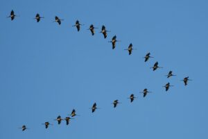 The Secret Behind the ‘V’: Why Birds Fly in Formation and Take Turns Leading the Sky