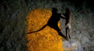 Maharashtra’s Operation TARA Sees First Tigress Translocated From Tadoba To Sahyadri Tiger Reserve 