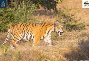 Queen Of Sahyadri: Radio Collared Tigress Released Into Chandoli National Park After Scientific Acclimatisation