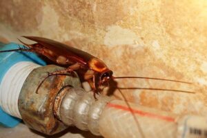 Where Cockroaches Hide During the Day and How to Prevent an Infestation