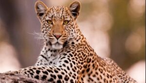 Miraculous Escape : School Bag Saves 11-Year-Old During Leopard Attack In Palghar