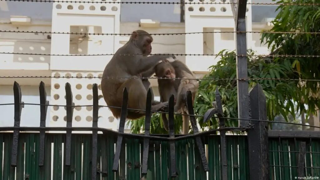 Those Who Catch Monkeys Will Get ₹600 Each: Forest Department Launches Incentive Plan As Human–Monkey Conflict Rises