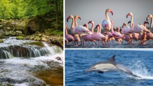 Wildlife Sanctuaries Near Pune: Unforgettable Encounters with Flora, Fauna, and Untouched Wilderness