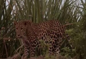 Leopard Sightings on the Rise: How to Stay Safe and Protect Your Family