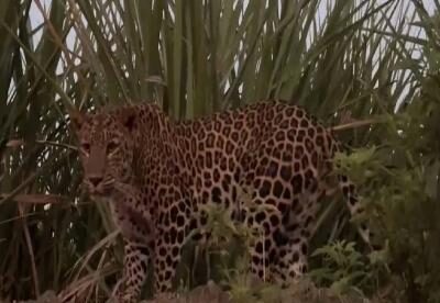 Leopard Sightings on the Rise: How to Stay Safe and Protect Your Family