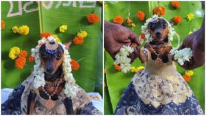 Cute Gesture: Watch Family Throws Traditional Baby Shower For Pregnant Pet Dog, Video Melts The Internet