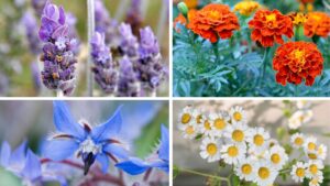 Transform Your Balcony into a Blooming Edible Garden with These 8 Easy-to-Grow Flowers