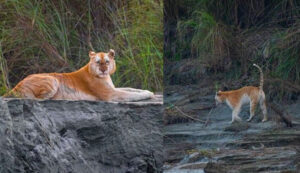 World’s Most Beautiful Golden Tabby Tiger Spotted In India’s Kaziranga, Photos Go Viral