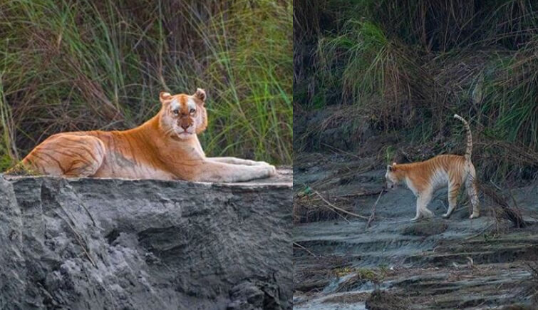 World’s Most Beautiful Golden Tabby Tiger Spotted In India’s Kaziranga, Photos Go Viral