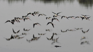 After a Decade, Rare Birds Come Back as Migrant Numbers Jump in Pune