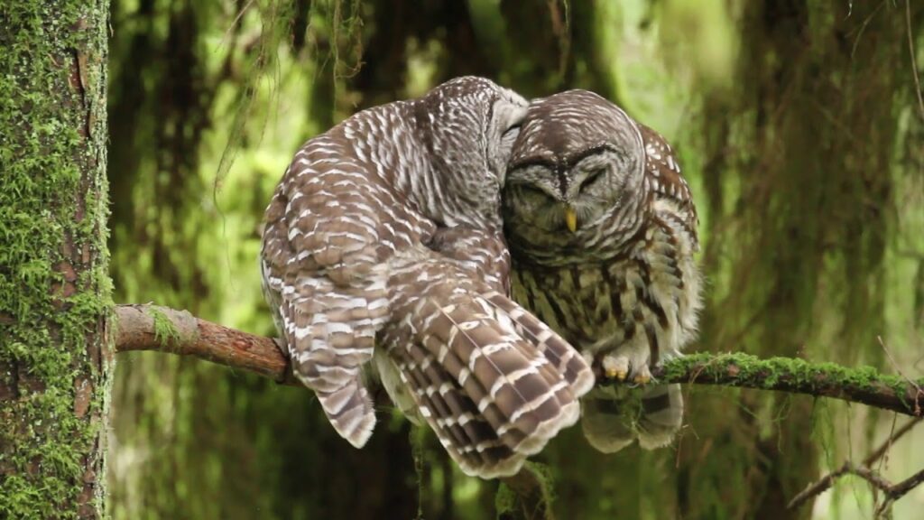 Just Love! Two Owls Caught Sharing a Romantic Moment on Camera; Viral Video Melts Hearts Online