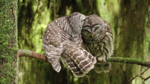 Just Love! Two Owls Caught Sharing a Romantic Moment on Camera; Viral Video Melts Hearts Online