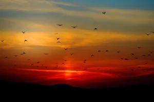 Do Early Birds Really Performs Better? New Research Aims to Challenge Long-Held Belief