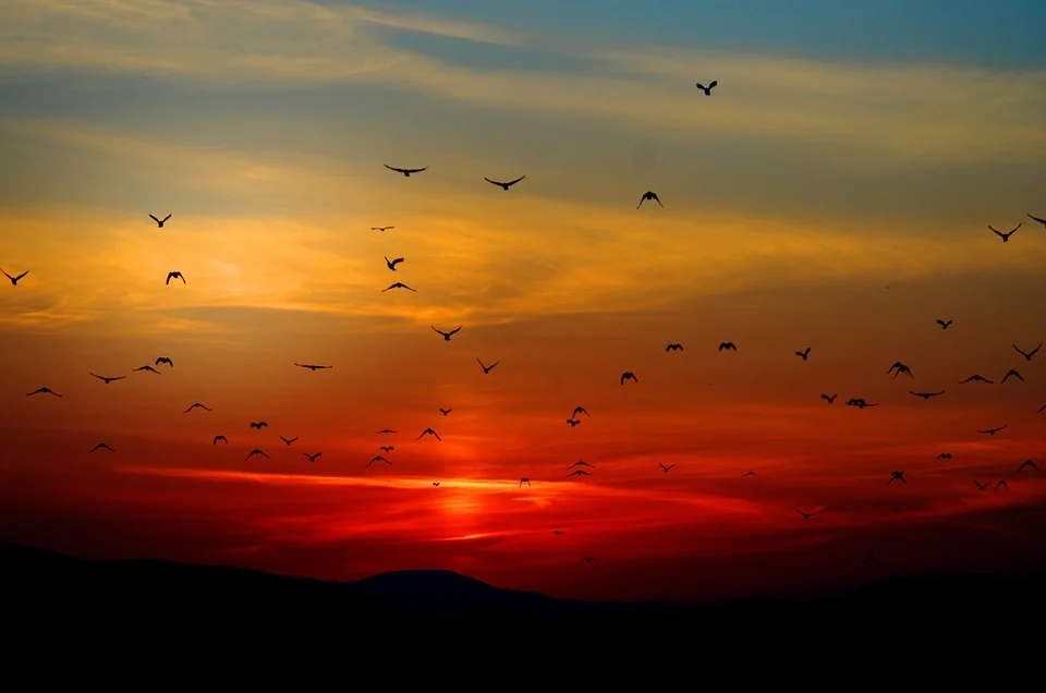 Do Early Birds Really Performs Better? New Research Aims to Challenge Long-Held Belief