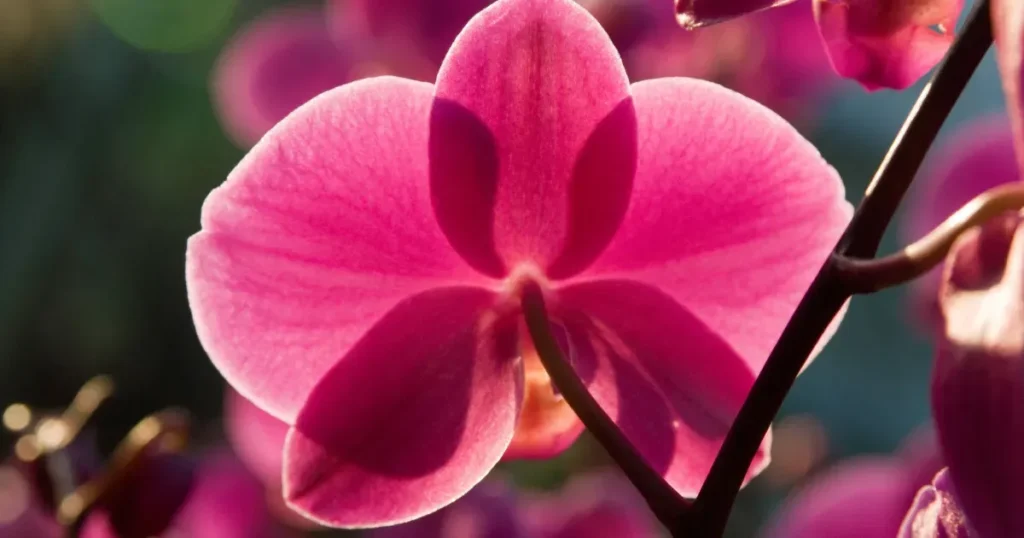 orchid-closeup.jpg