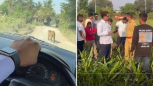 Pune: Leopard Spotted In Shevalewadi; Residents Demand Immediate Safety Measures
