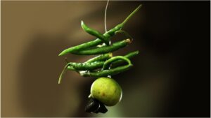 What’s the Real Story Behind Hanging Lemon–Chilli Outside Shops and Vehicles? Tradition, Belief & Science Explained