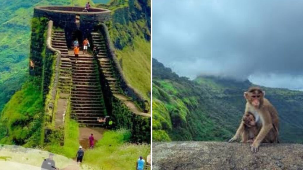 Pune News: Mumbai Trekker Injured On Rajgad Fort After Rolling Stone Triggered By Monkeys Hits Her