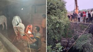 Pune News: Pimpri-Chinchwad Fire Brigade Rescues Bull That Fell Into Well