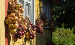 The Surprising Pantyhose Trick That Keeps Onions Fresh for Months