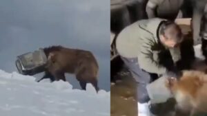 “Thank You, Indian Army”: Soldiers Rescue ‘Bahadur’ — Himalayan Bear Cub Freed After Its Head Gets Stuck in Canister