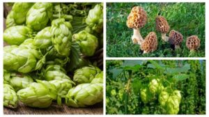 India’s Most Expensive Vegetables: Prices That Shock Even Luxury Buyers