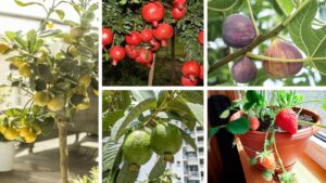 5 Easy-to-Grow Fruit Plants for Indian Balconies and Terrace Gardens