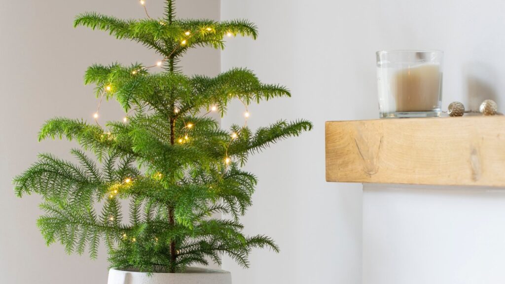 7 Plants That Make Great Alternatives to a Christmas Tree